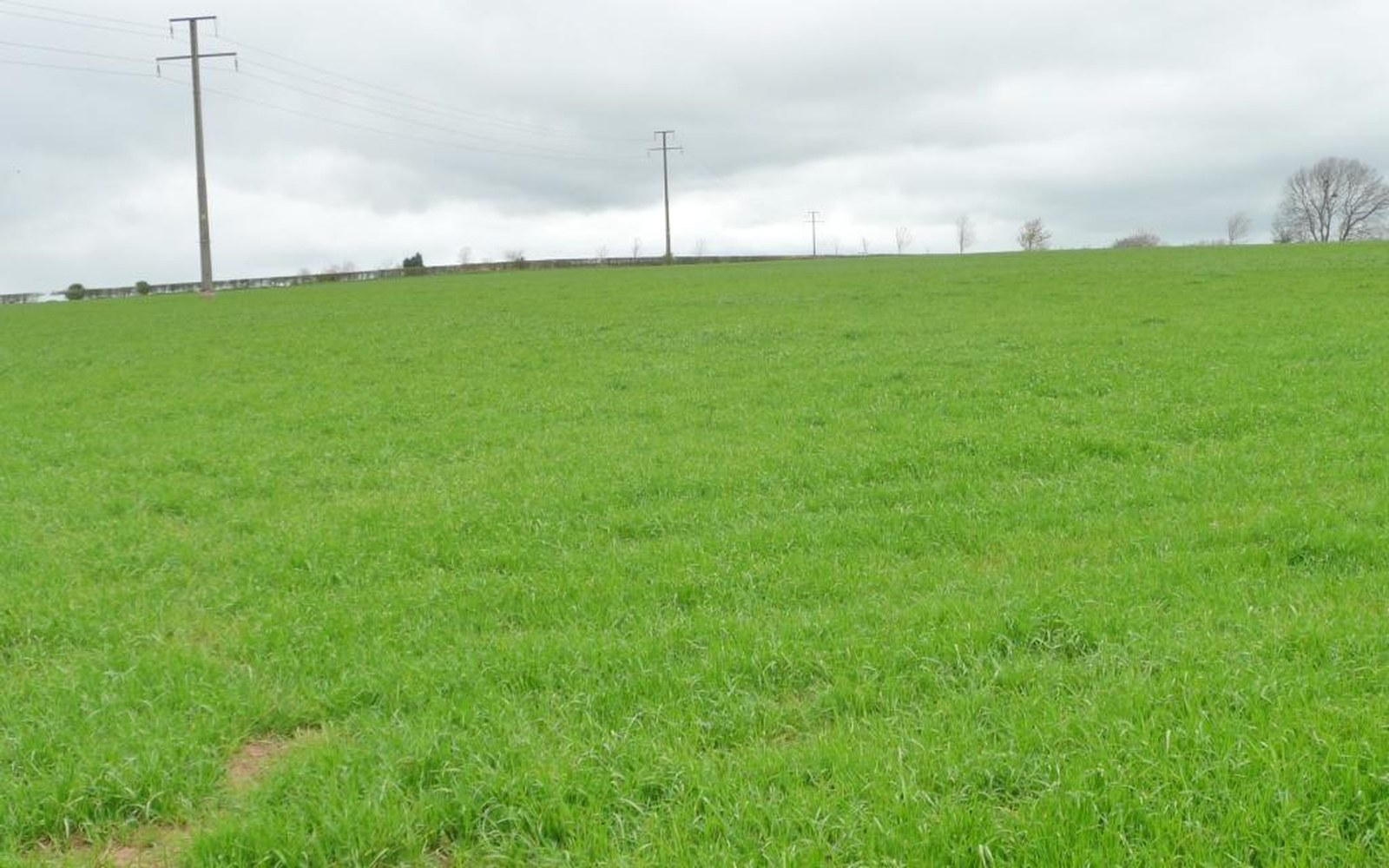 A line of wooden poles running across open farmland